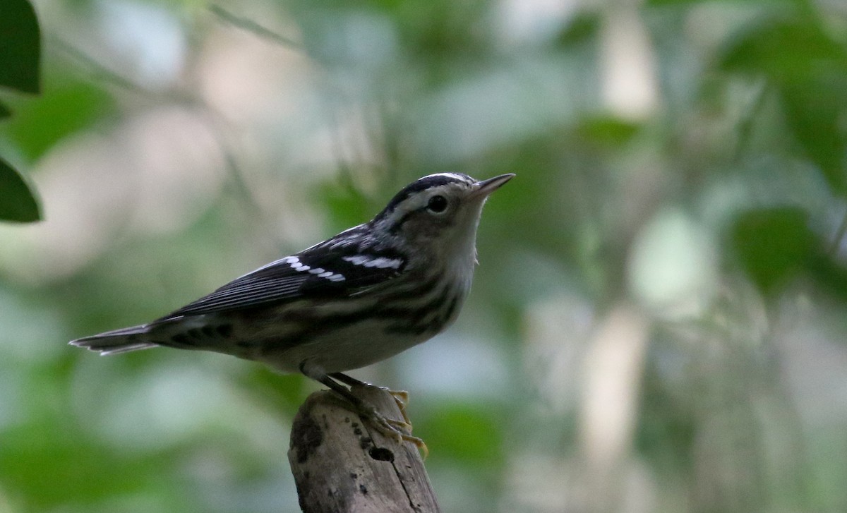 Black-and-white Warbler - ML154285501