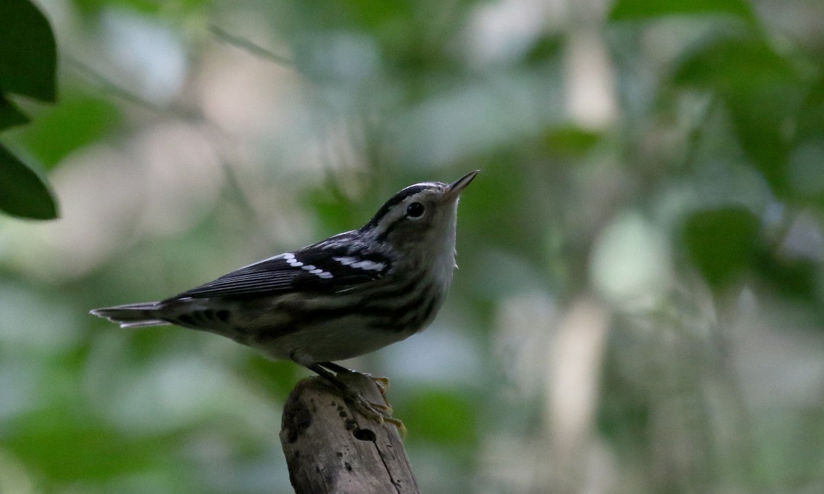 Black-and-white Warbler - ML154285541