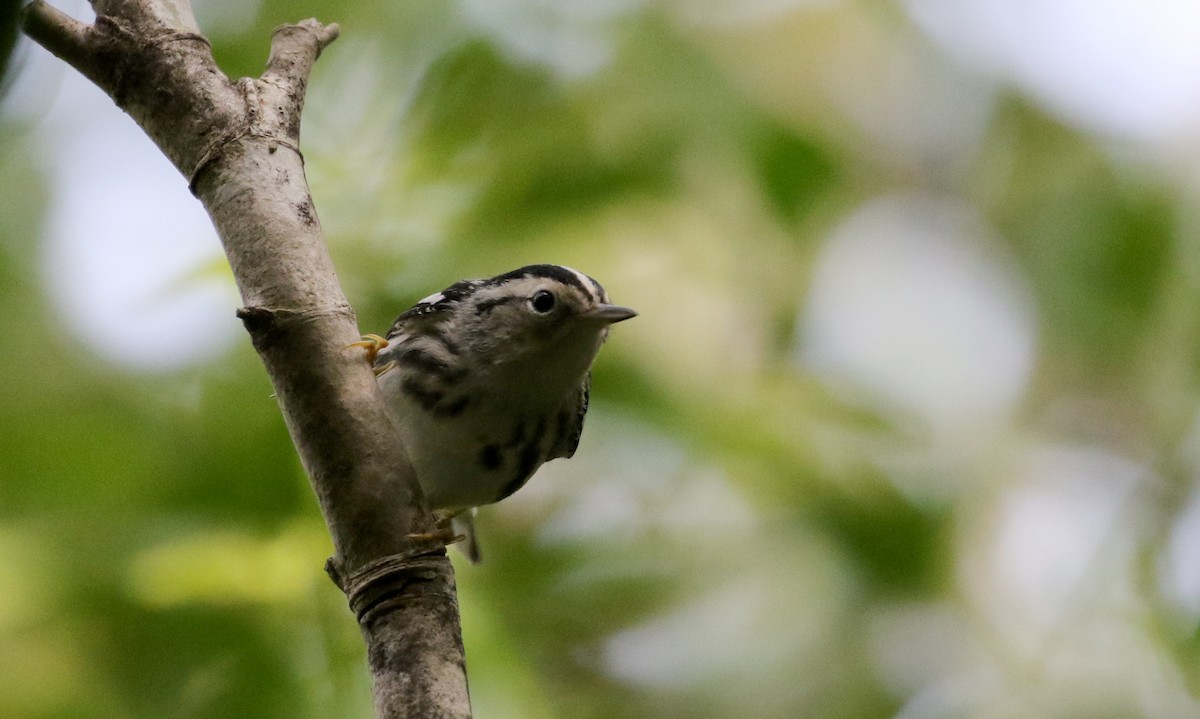 Black-and-white Warbler - ML154285621