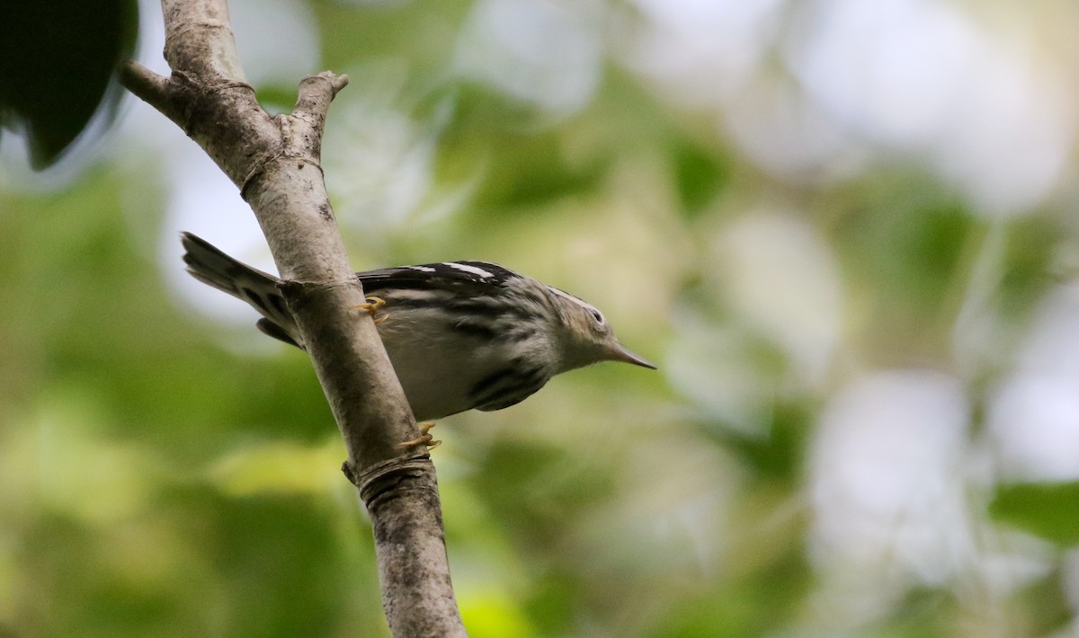 Black-and-white Warbler - ML154285641