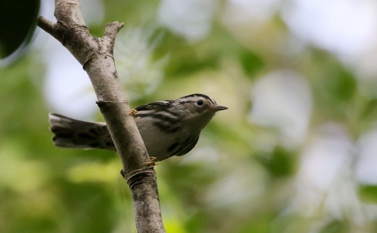 Black-and-white Warbler - ML154285661