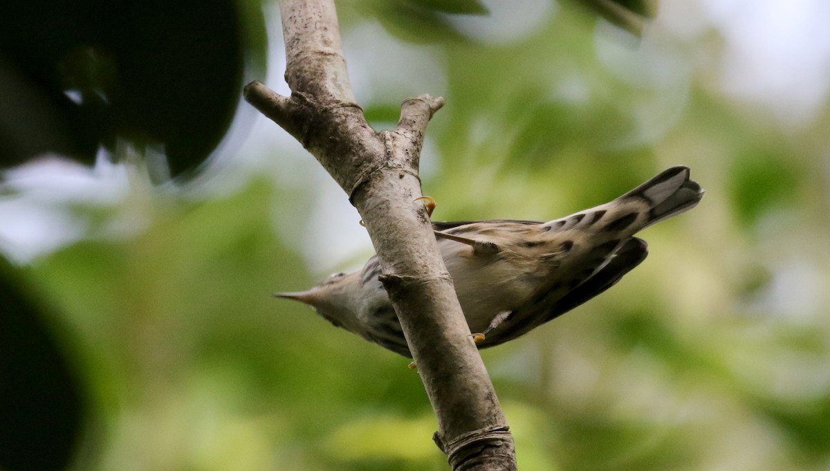 Black-and-white Warbler - ML154285681