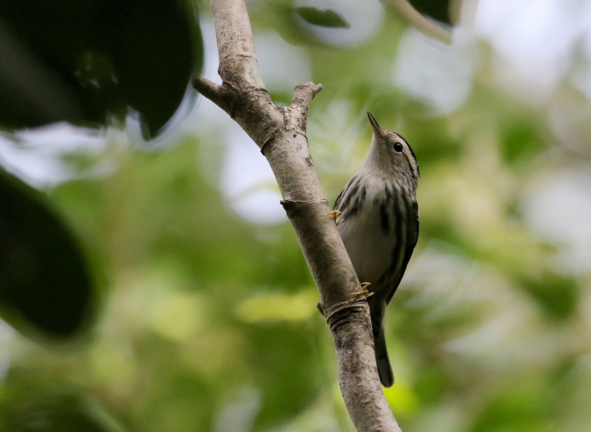 Black-and-white Warbler - ML154285701