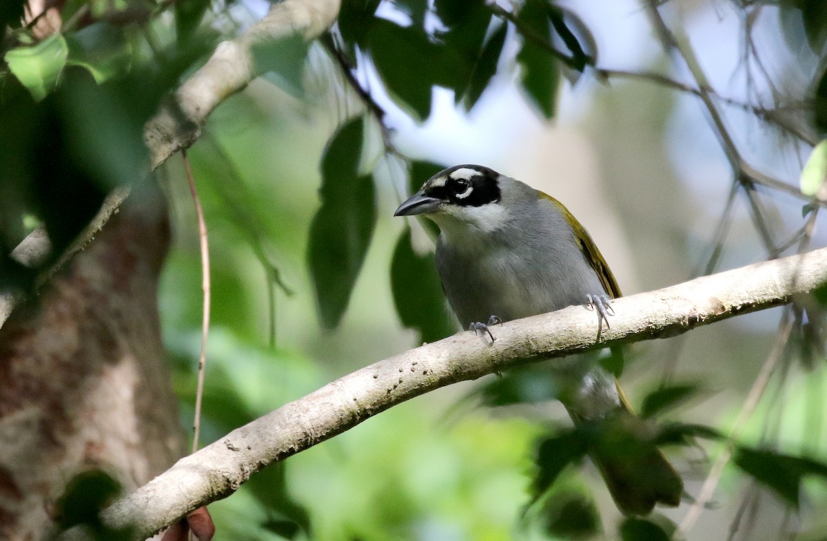 Black-crowned Palm-Tanager - ML154285731