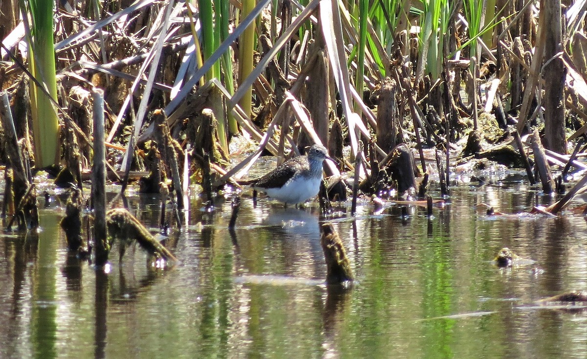 Solitary Sandpiper - ML154285881