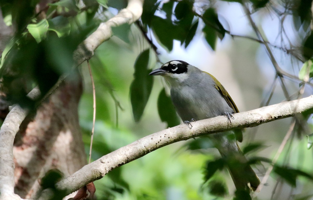 Black-crowned Palm-Tanager - ML154285891