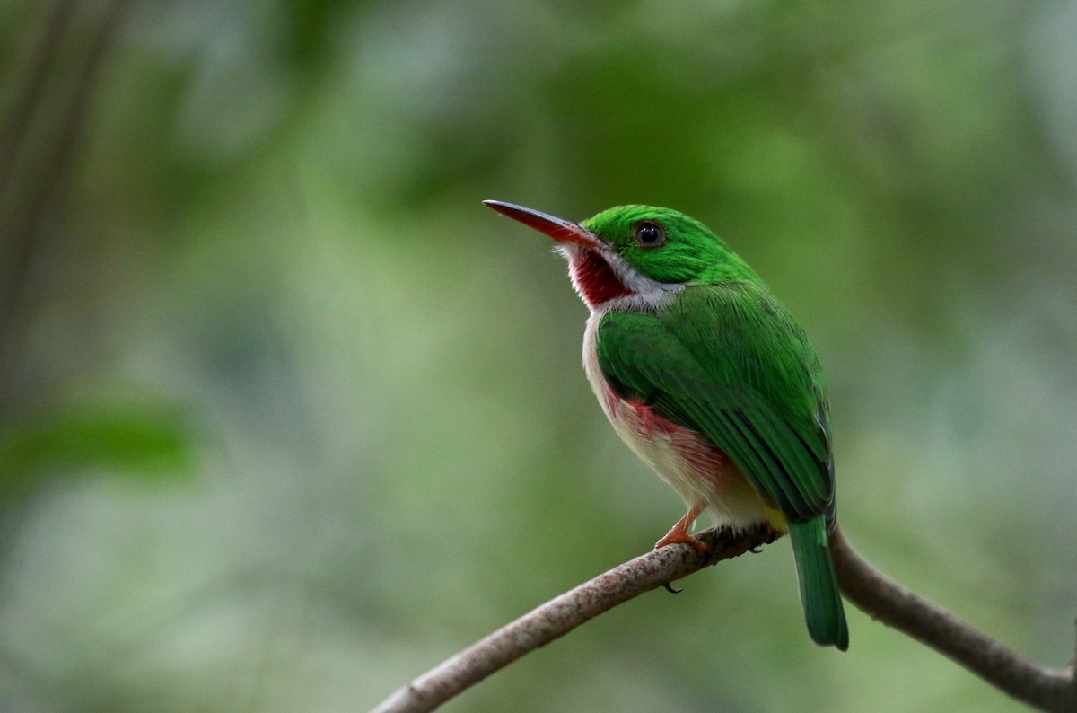 Broad-billed Tody - ML154285911