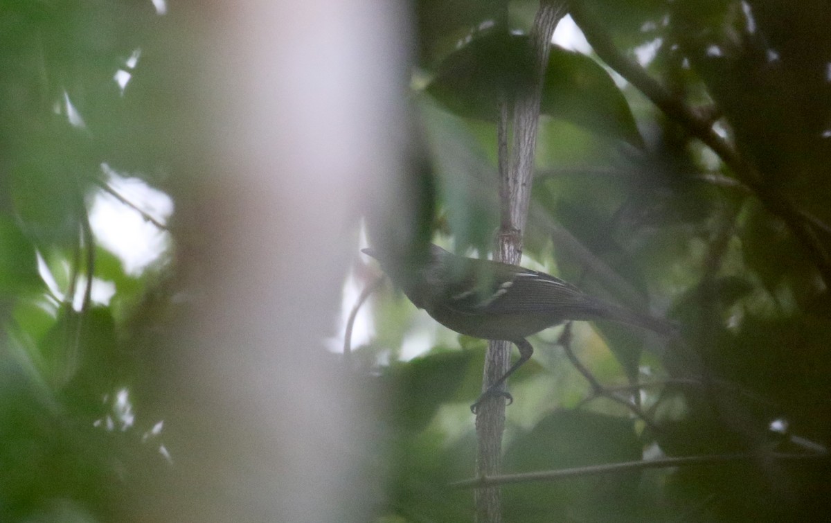 White-eyed Vireo - ML154286161