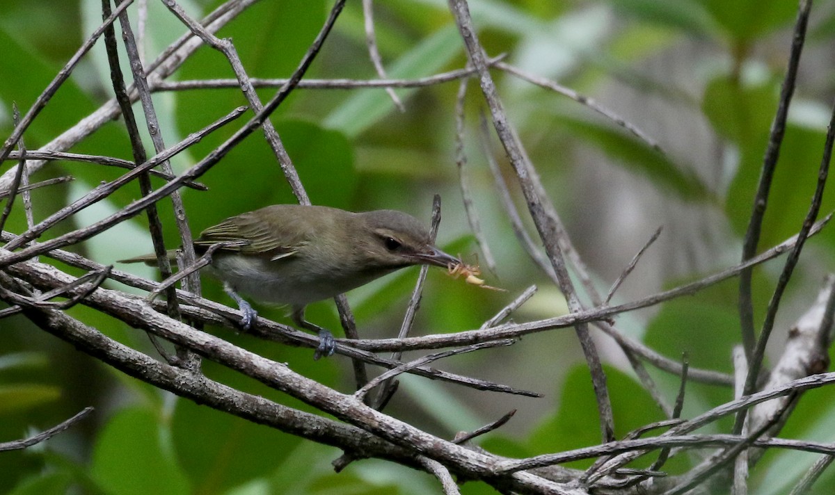 Black-whiskered Vireo - ML154286321