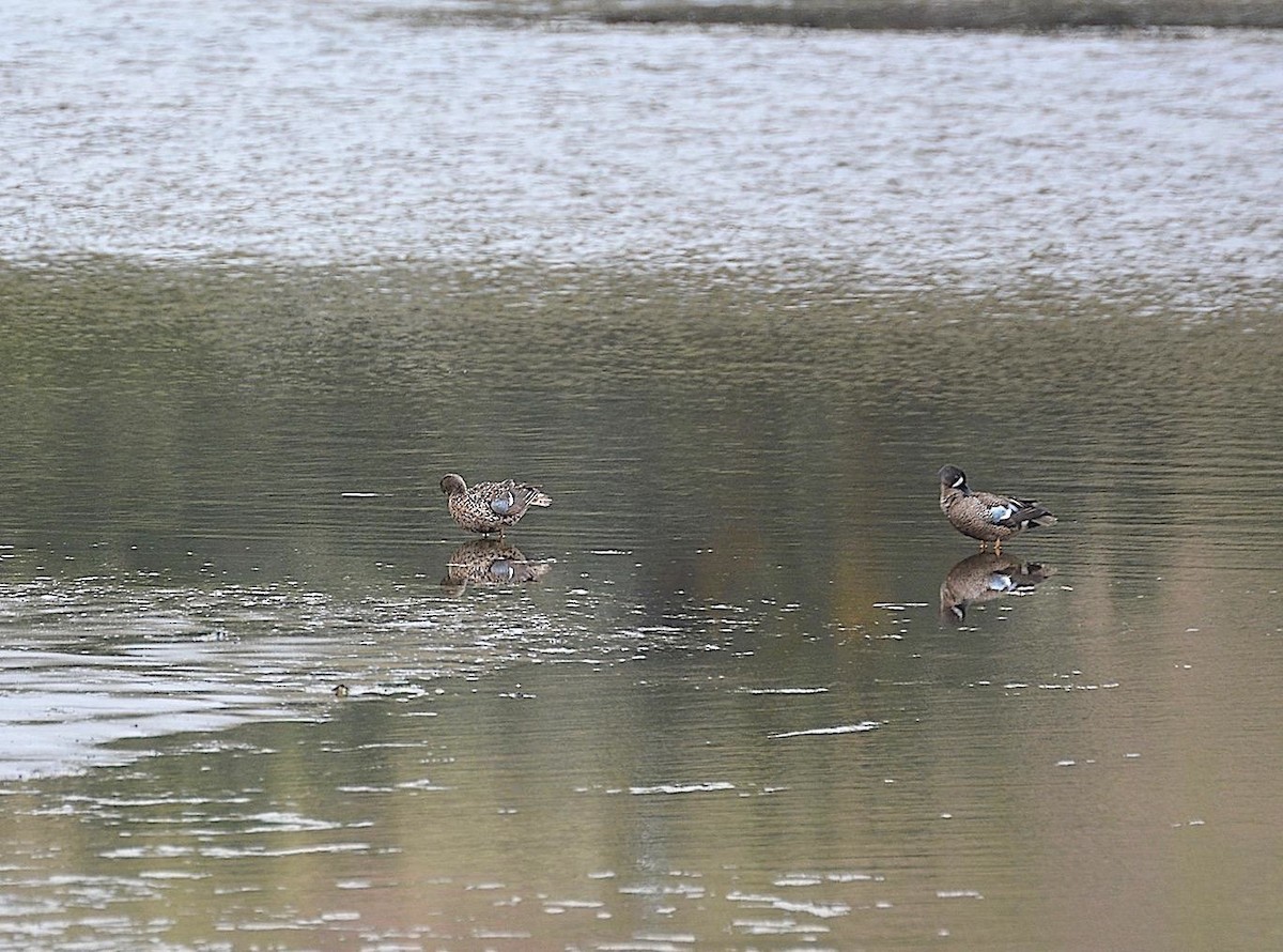 Blue-winged Teal - ML154286571