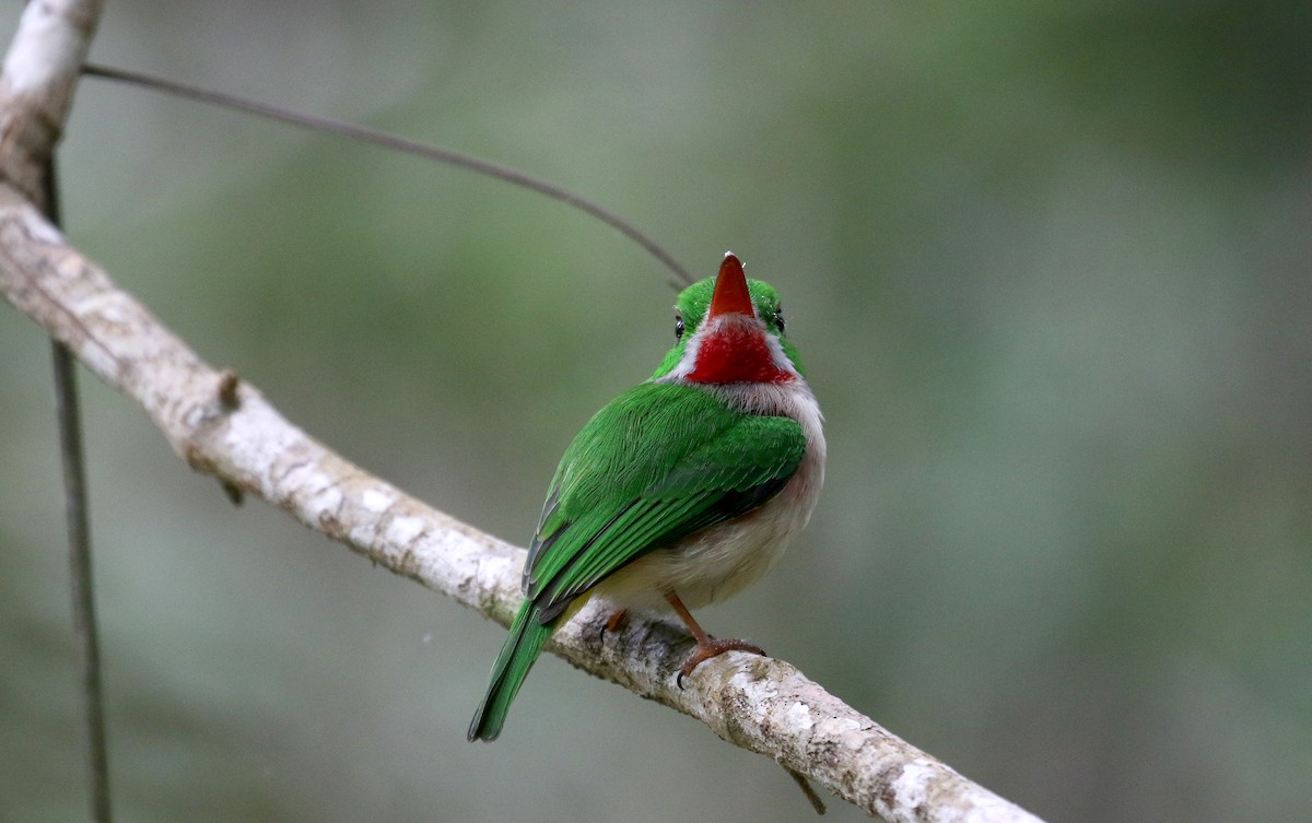 Broad-billed Tody - ML154286711