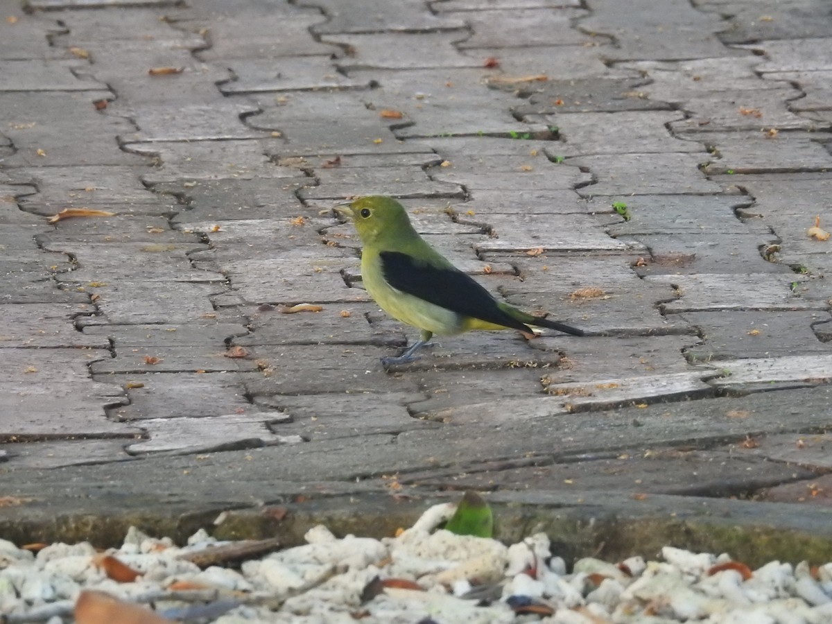 Scarlet Tanager - ML154288721