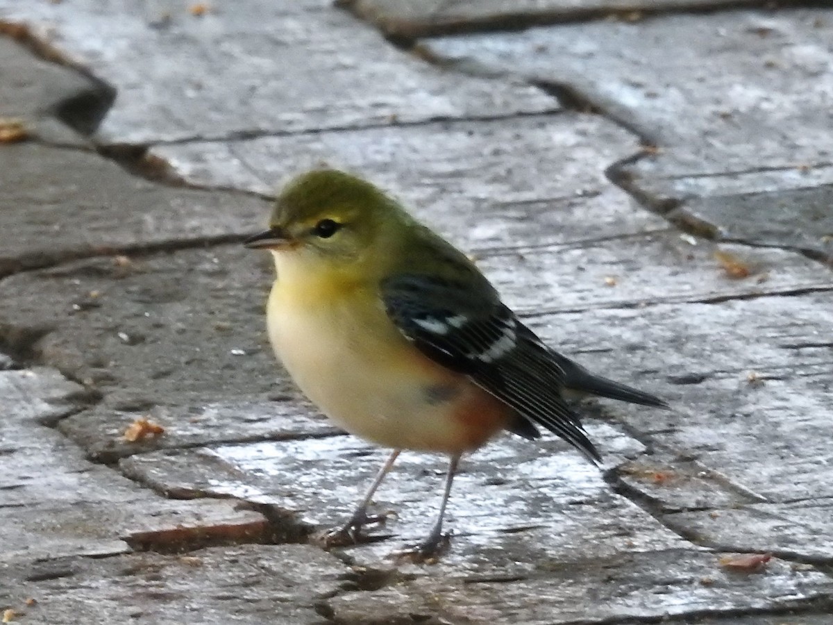 Bay-breasted Warbler - ML154289091