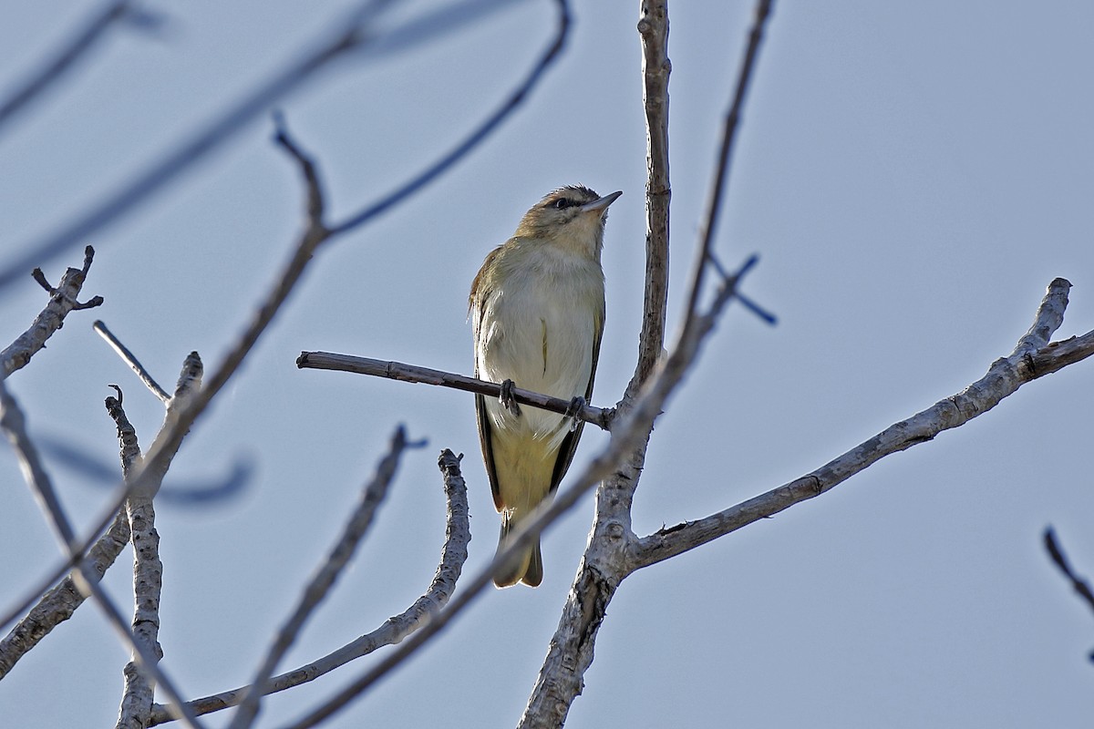 Black-whiskered Vireo - ML154289591