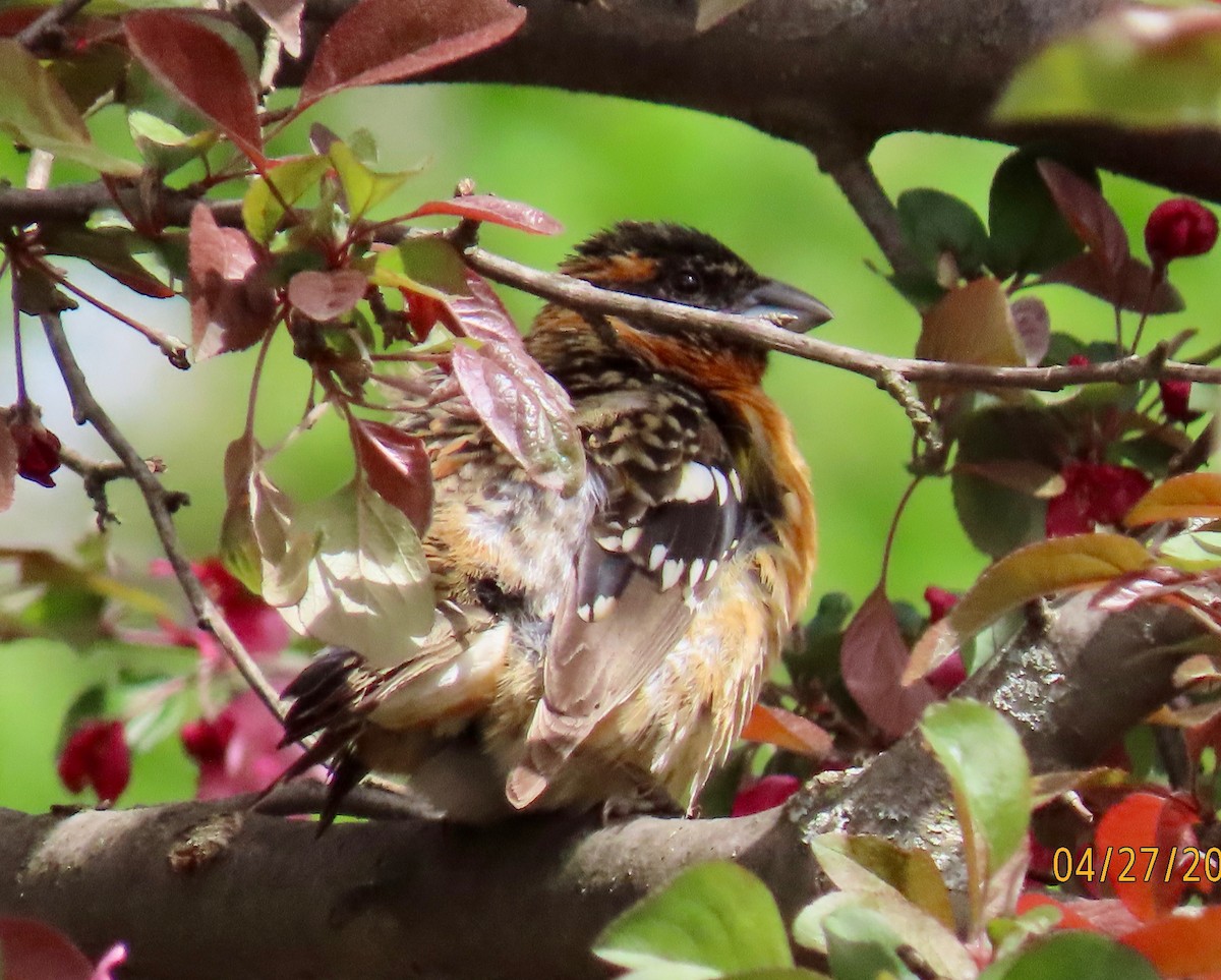 Black-headed Grosbeak - Rod MacKenzie