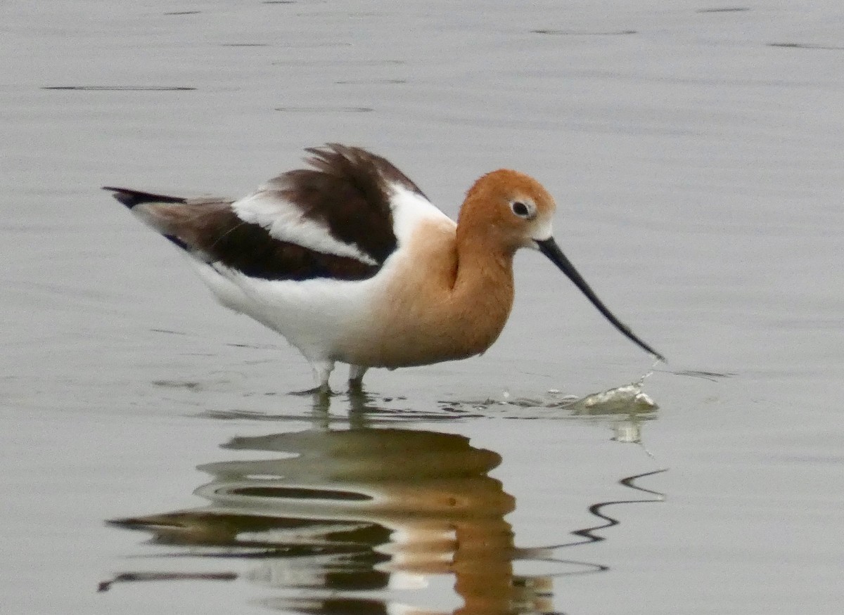 Avoceta Americana - ML154290481