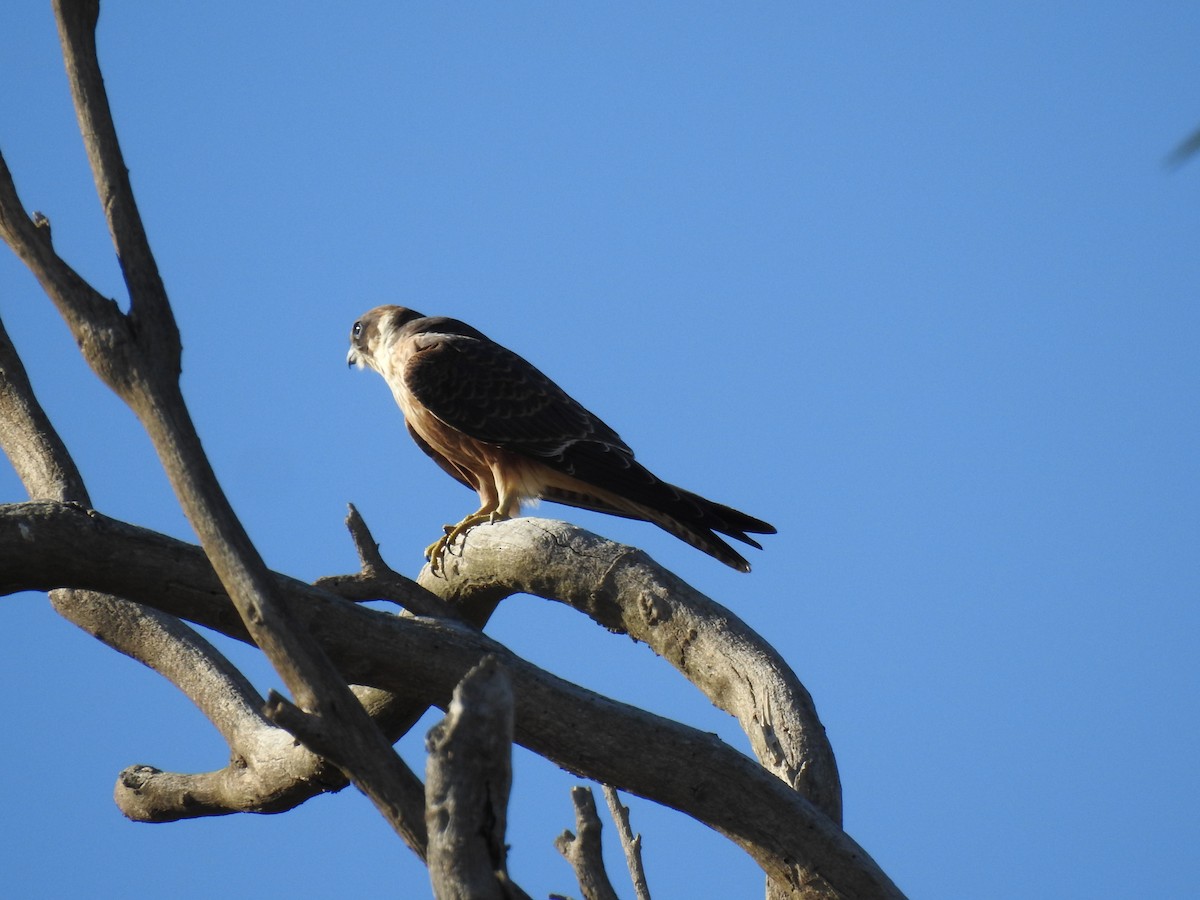 Australian Hobby - David Dedenczuk