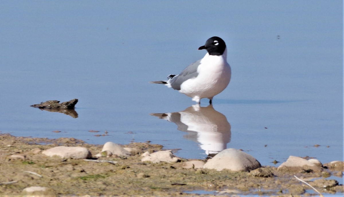 Franklin's Gull - Brenda Wright