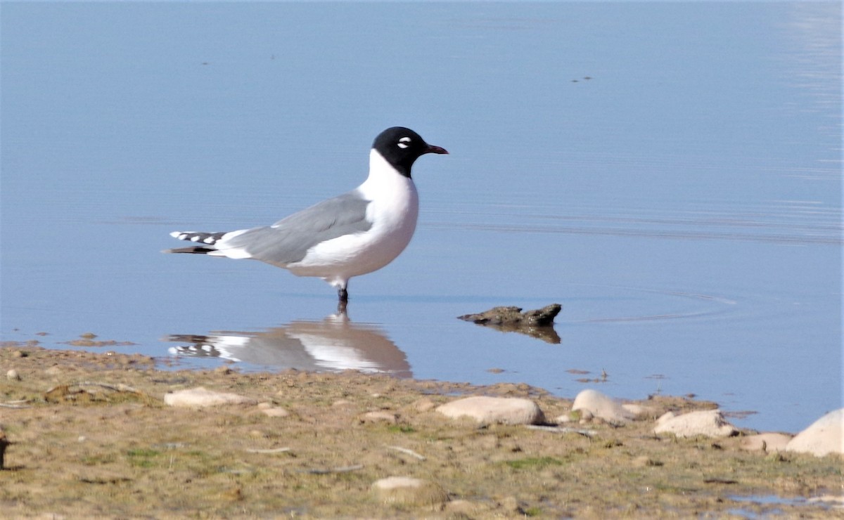 Franklin's Gull - ML154292421