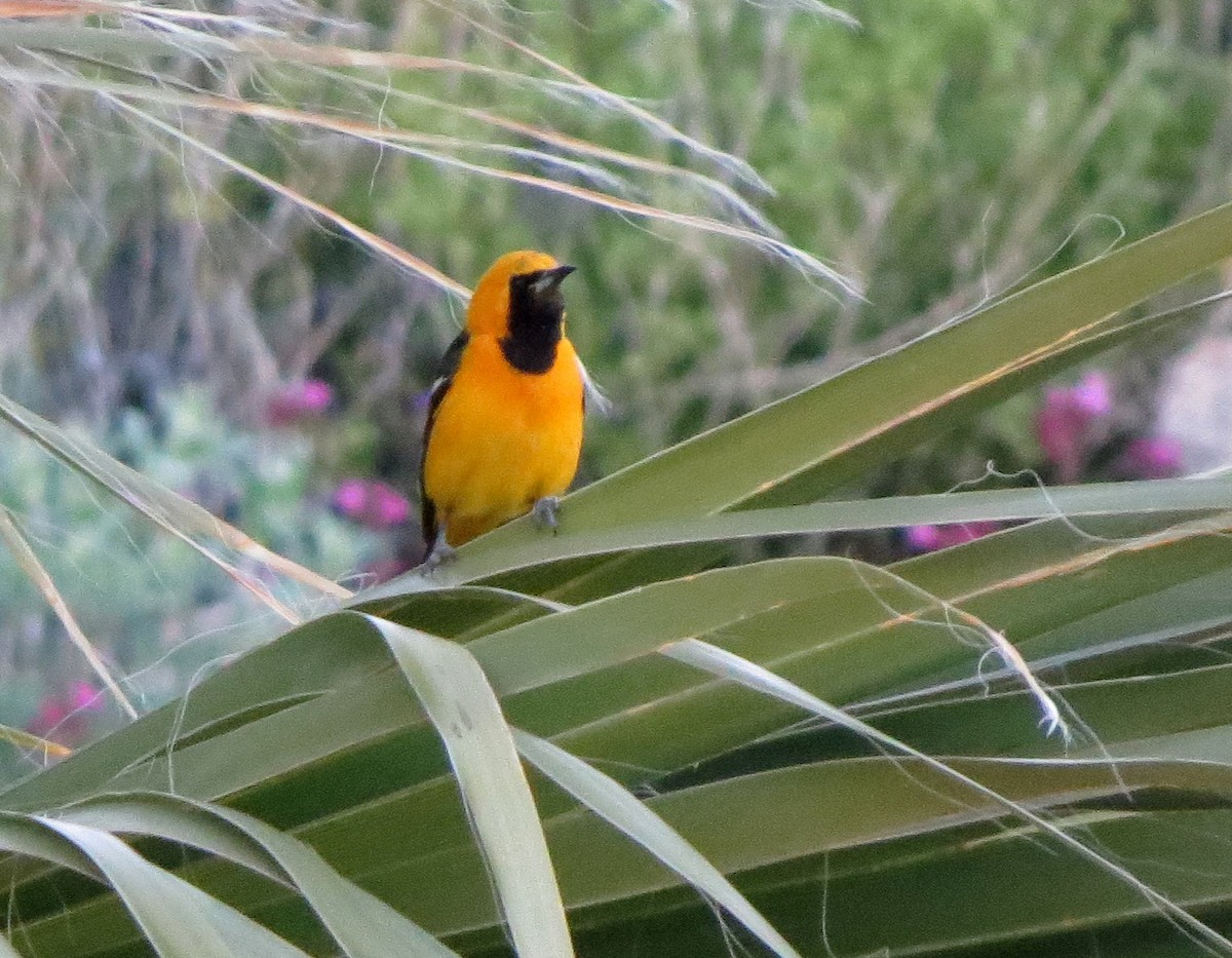 Hooded Oriole - ML154293811