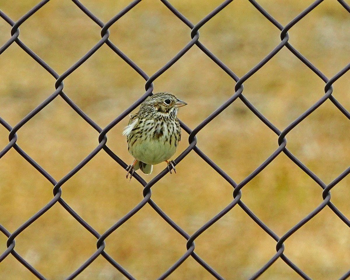 Vesper Sparrow - ML154295111