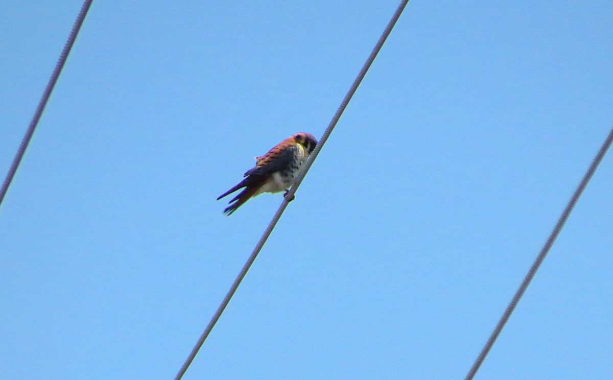 American Kestrel - ML154295171