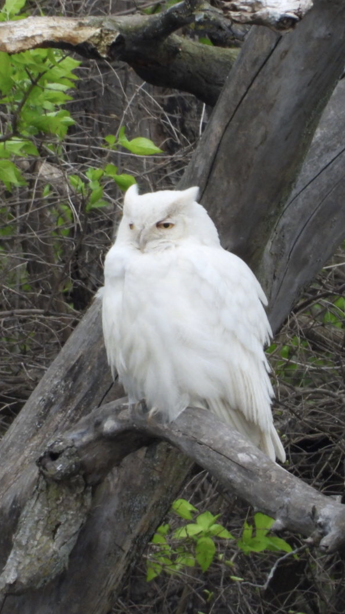 Great Horned Owl - ML154297011