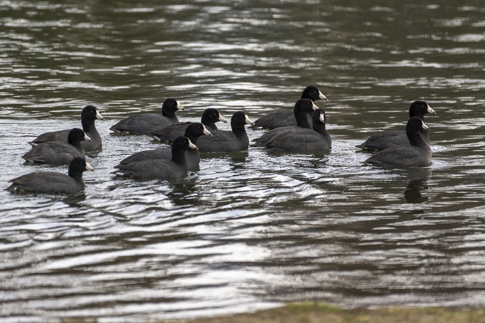 American Coot - ML154298021