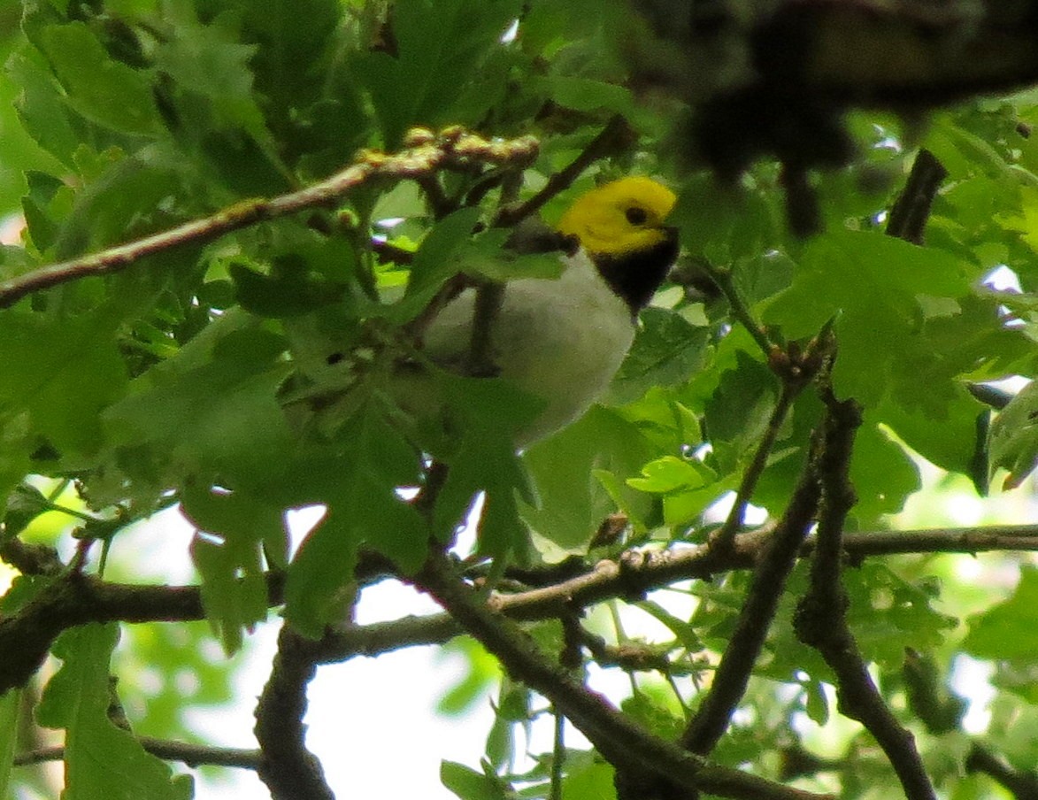 Paruline à tête jaune - ML154298171