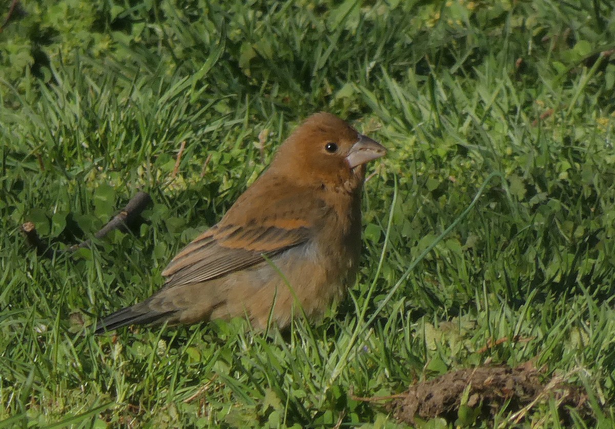 Blue Grosbeak - ML154298991