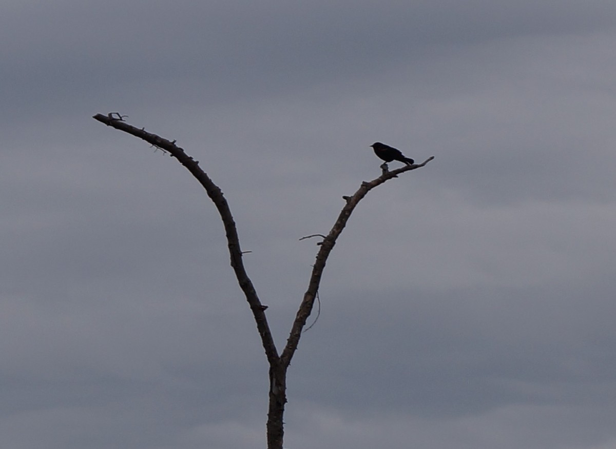 Red-winged Blackbird - Ethan Bryson