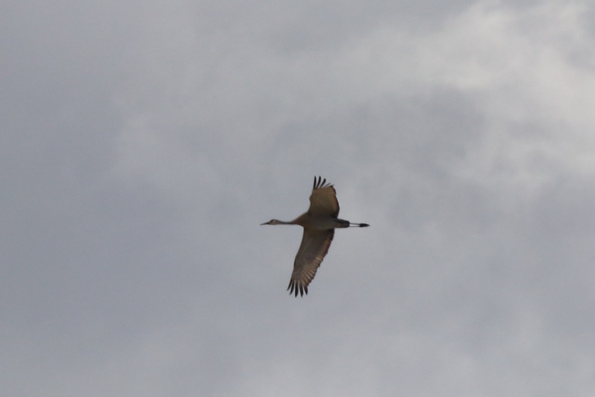 Sandhill Crane - Rosemary Clapham