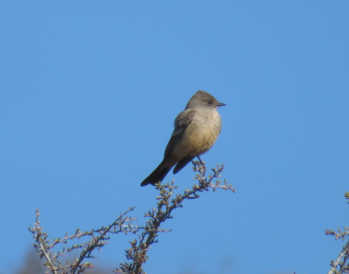 Say's Phoebe - ML154301211