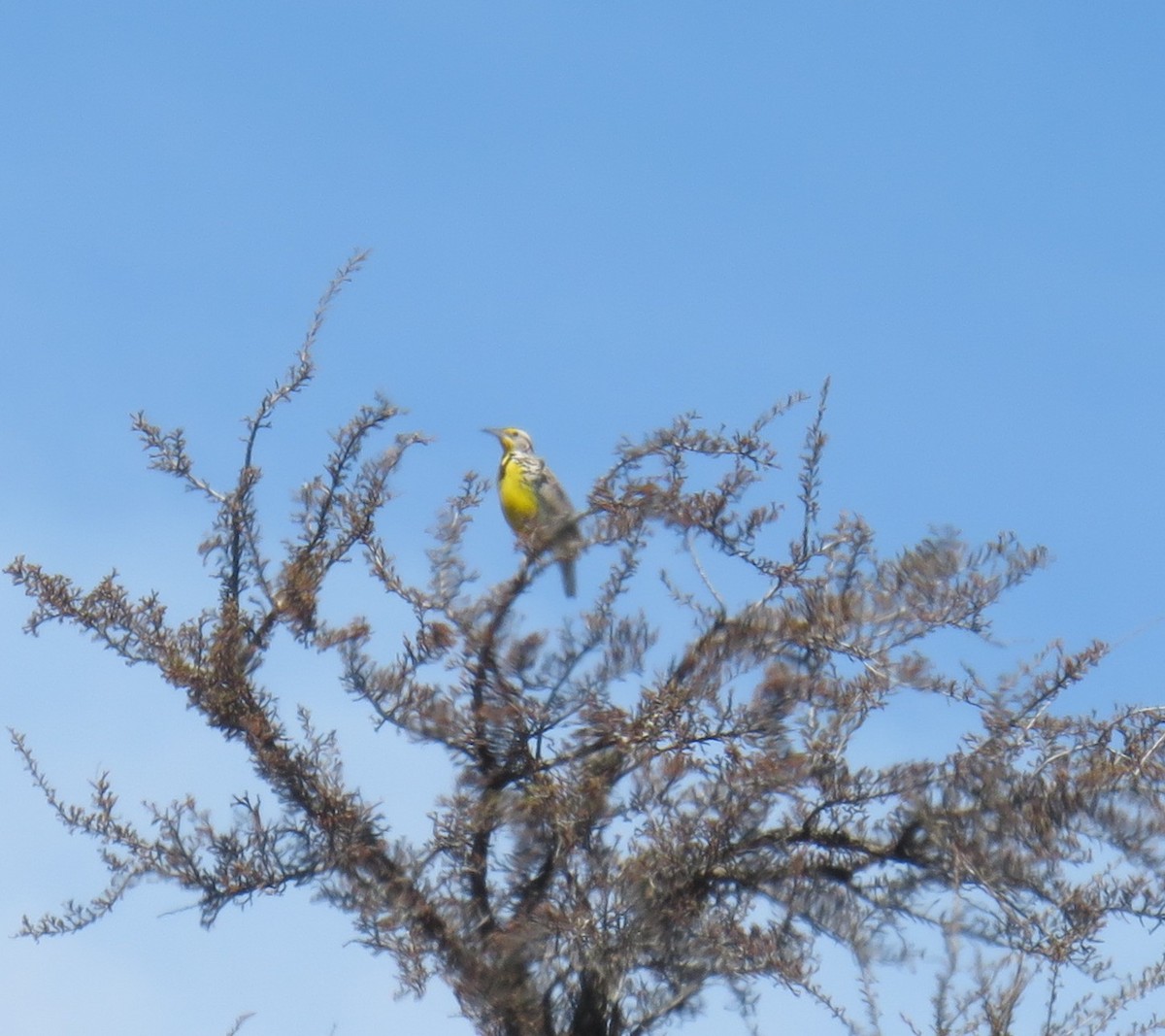 Western Meadowlark - ML154302381