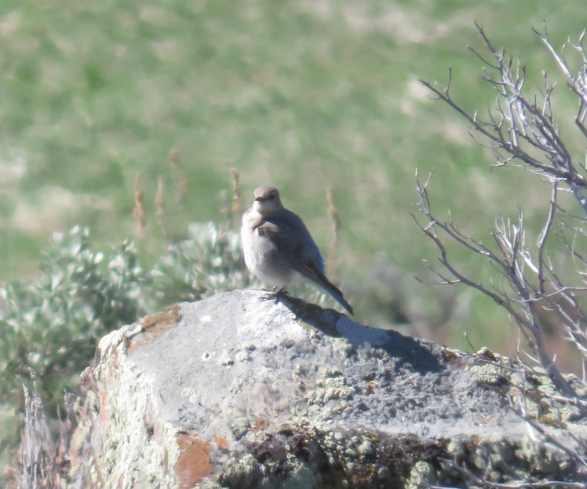 Mountain Bluebird - ML154303361