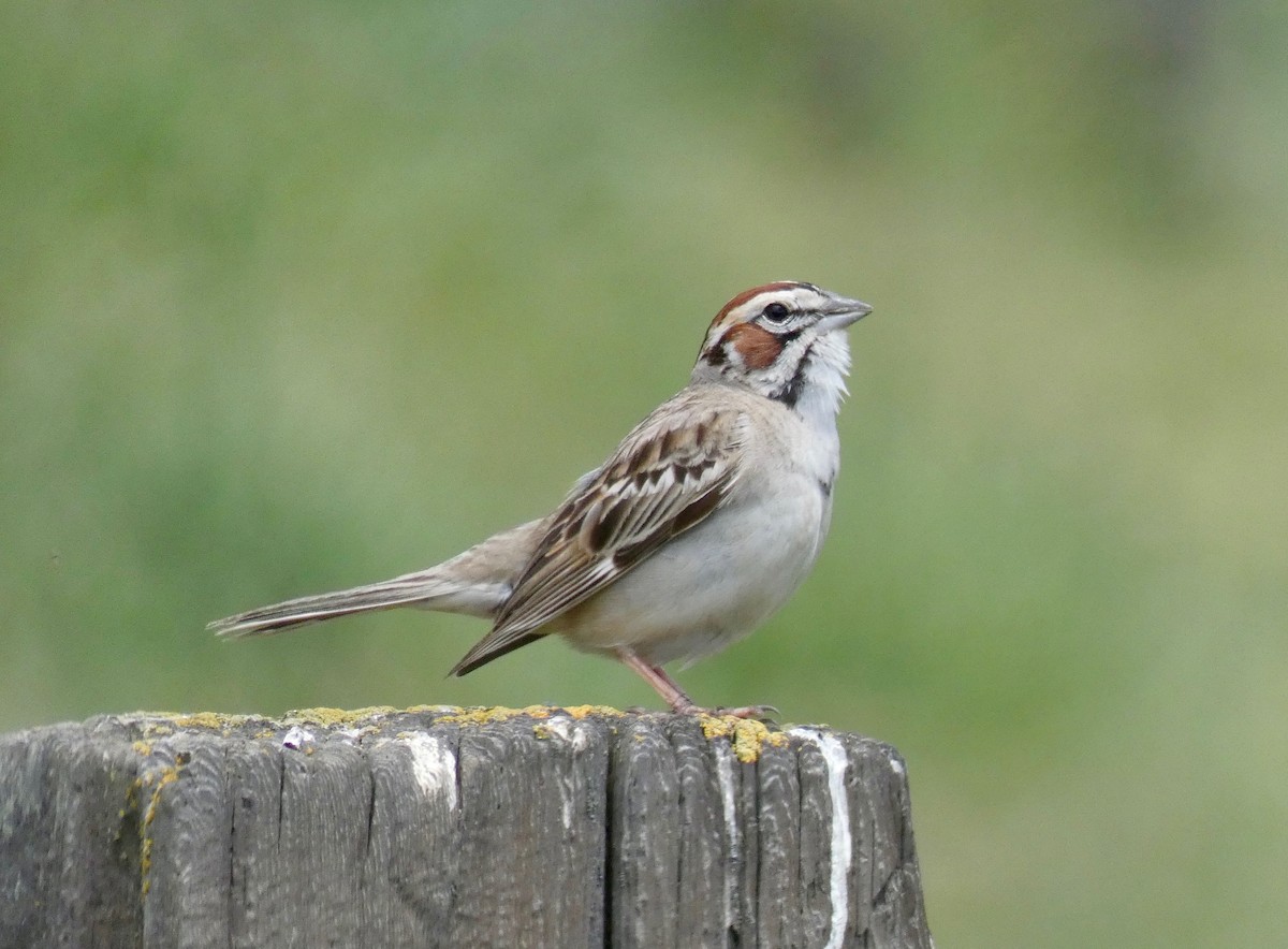 Lark Sparrow - ML154303751