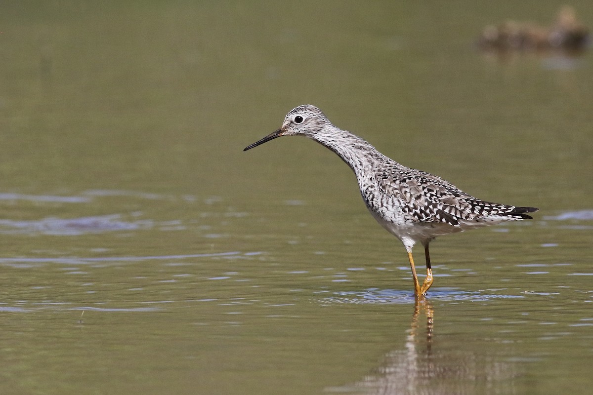 Lesser Yellowlegs - Anonymous