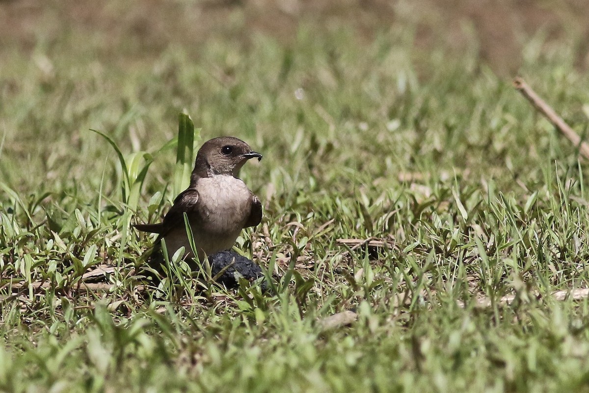 Northern Rough-winged Swallow - Anonymous