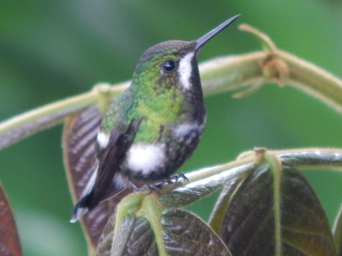 kolibřík trnoocasý - ML154310781