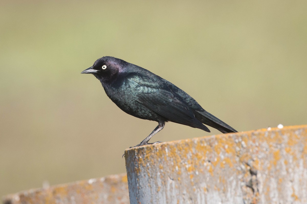 Brewer's Blackbird - ML154311641