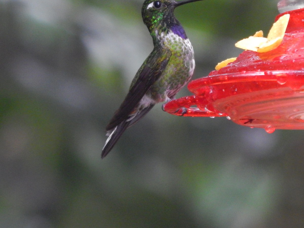 kolibřík skvrnoocasý - ML154312361