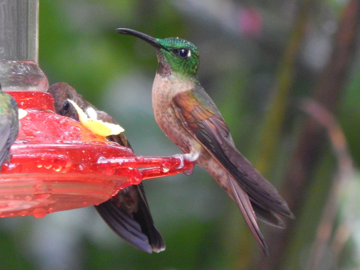 kolibřík hnědobřichý - ML154312531