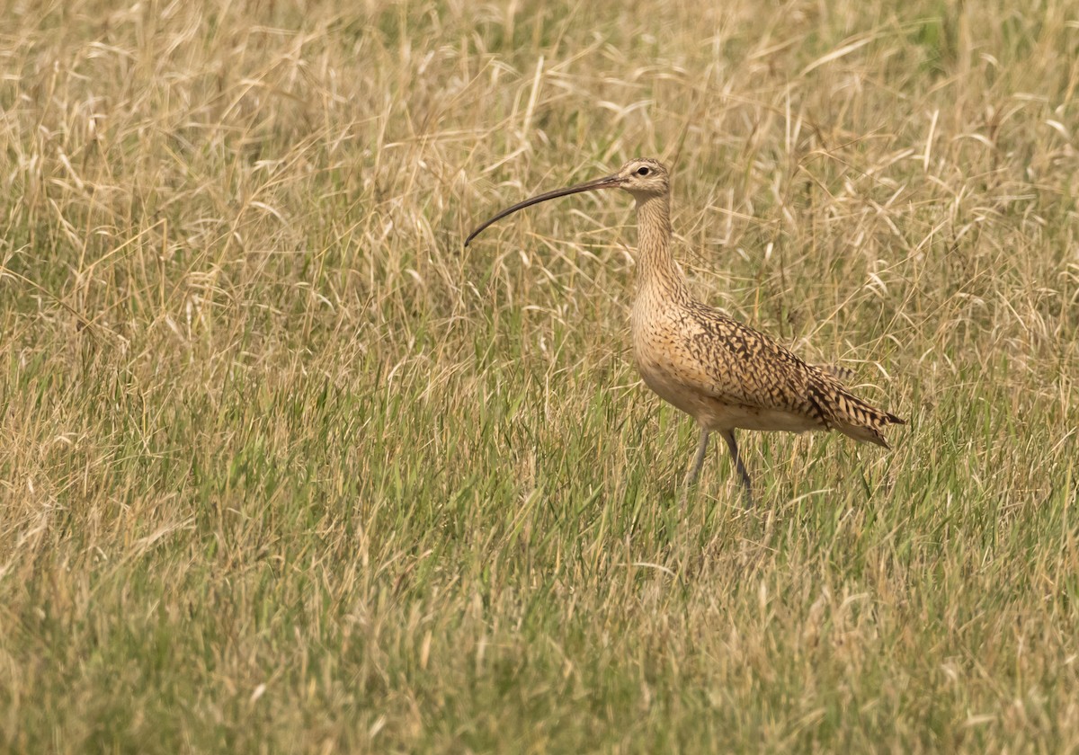 Long-billed Curlew - Steve Wickliffe