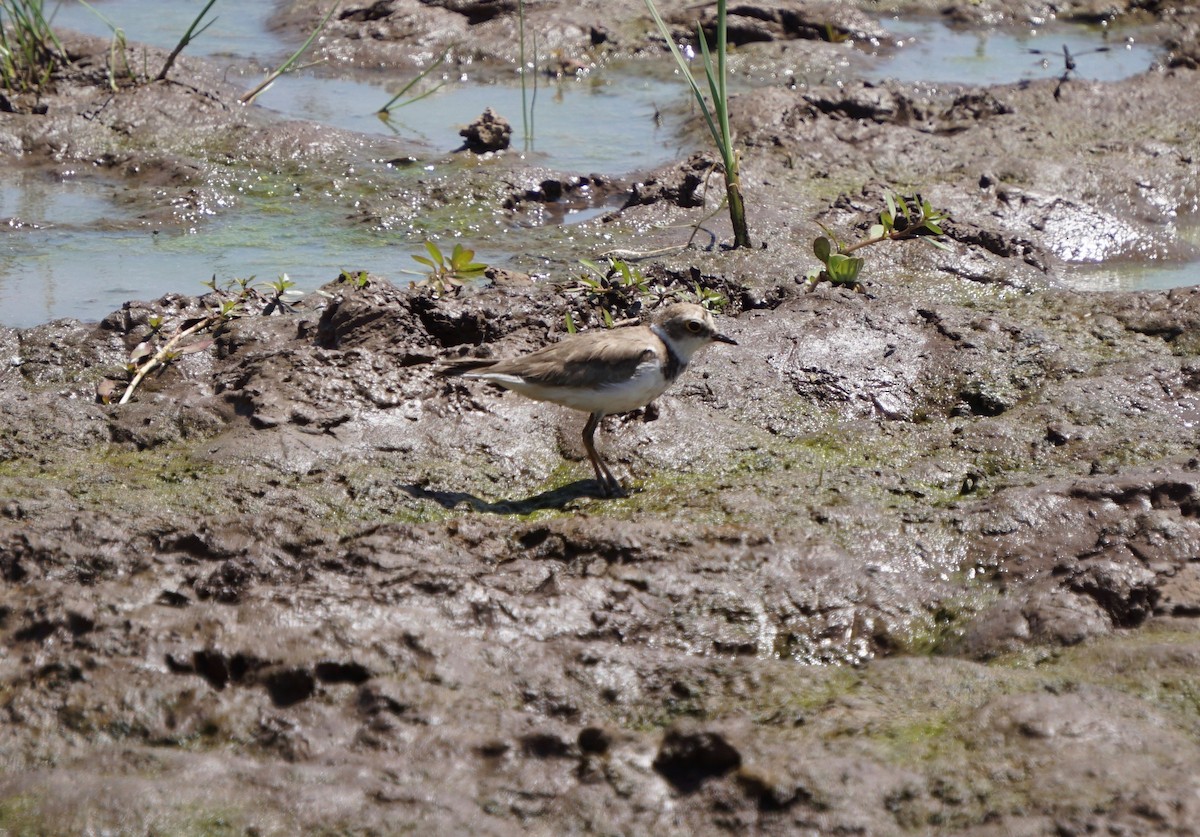 Little Ringed Plover - ML154316161