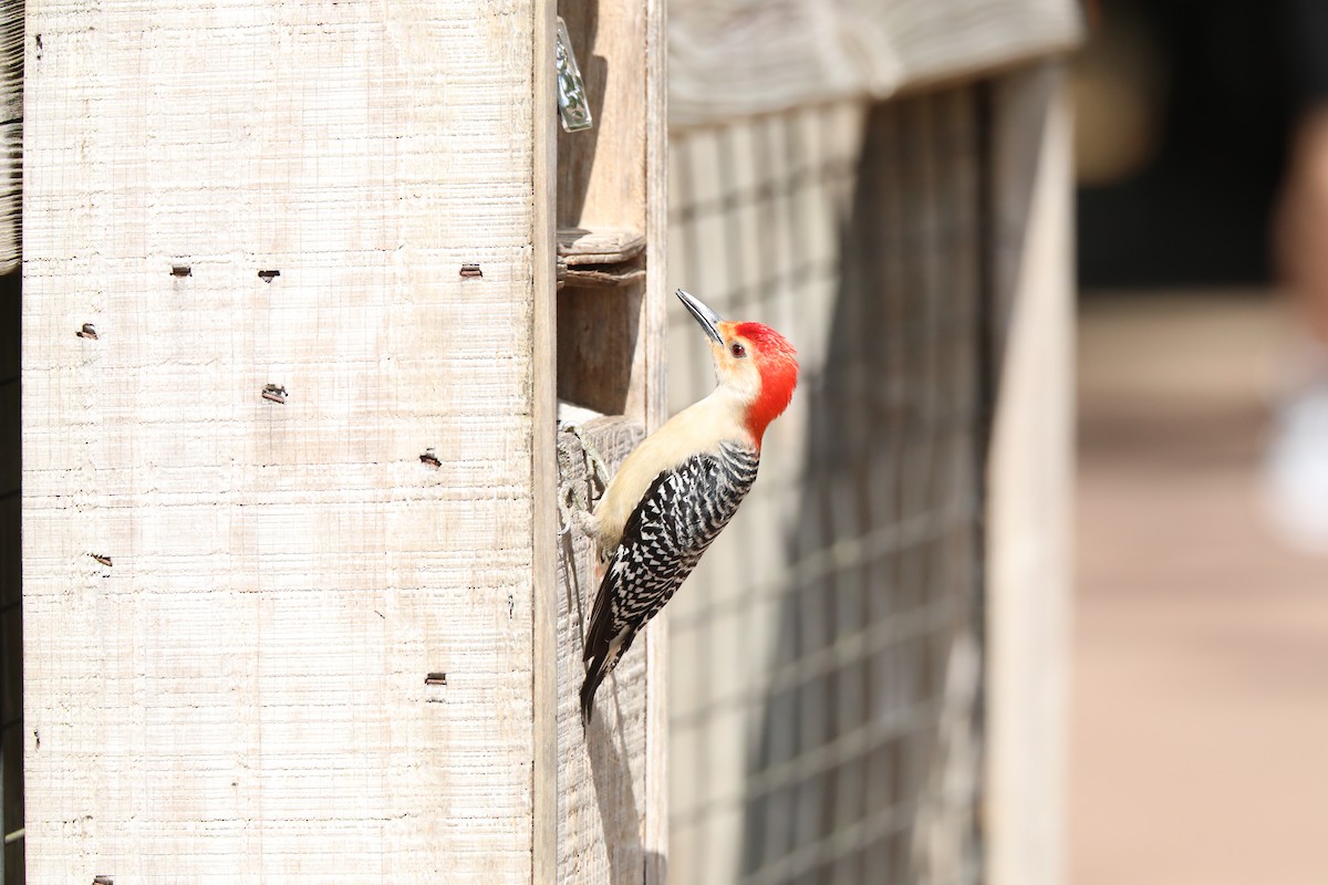 Red-bellied Woodpecker - ML154316461