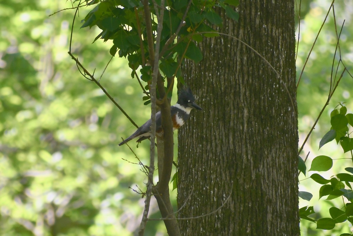 Belted Kingfisher - ML154318001