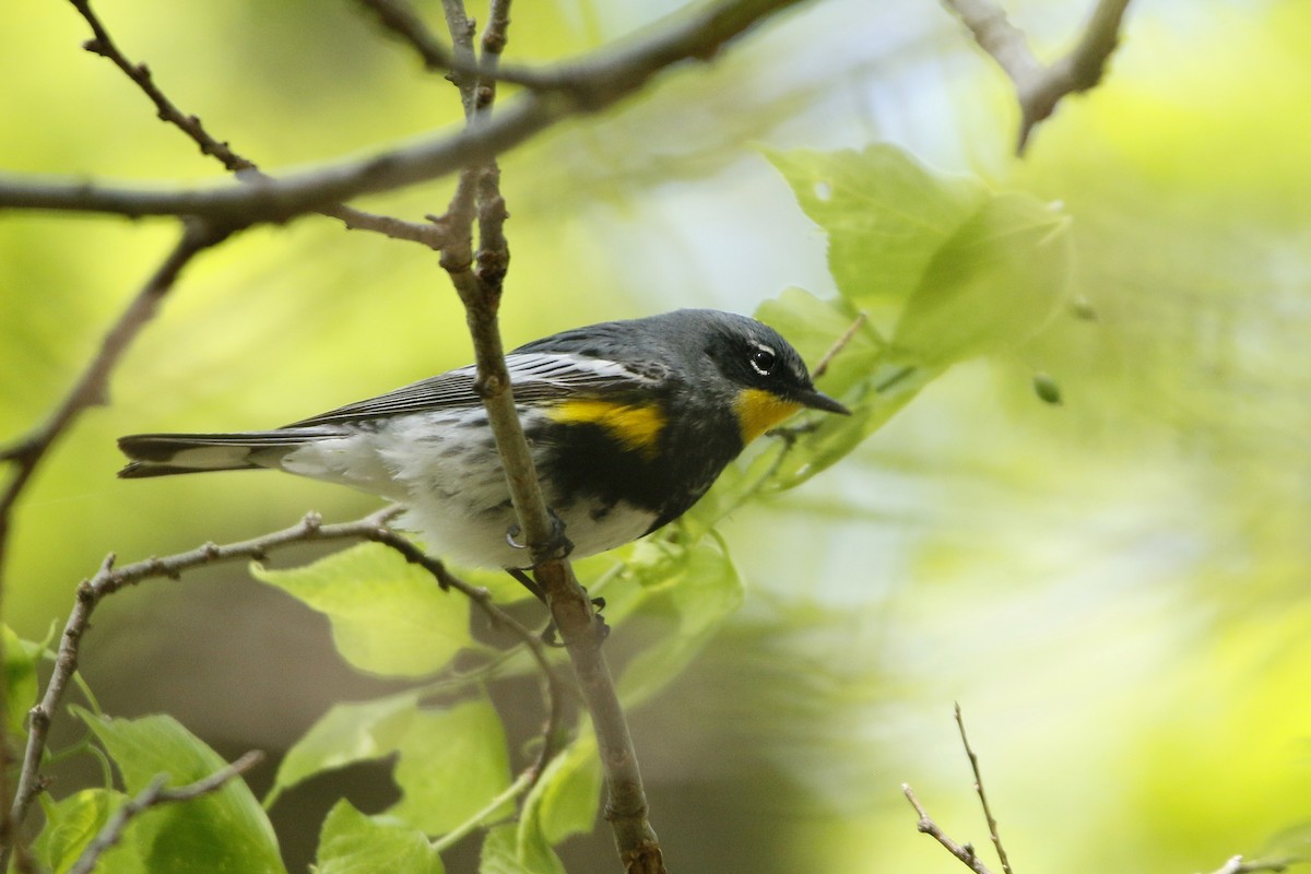 Kronenwaldsänger (coronata x auduboni) - ML154318501