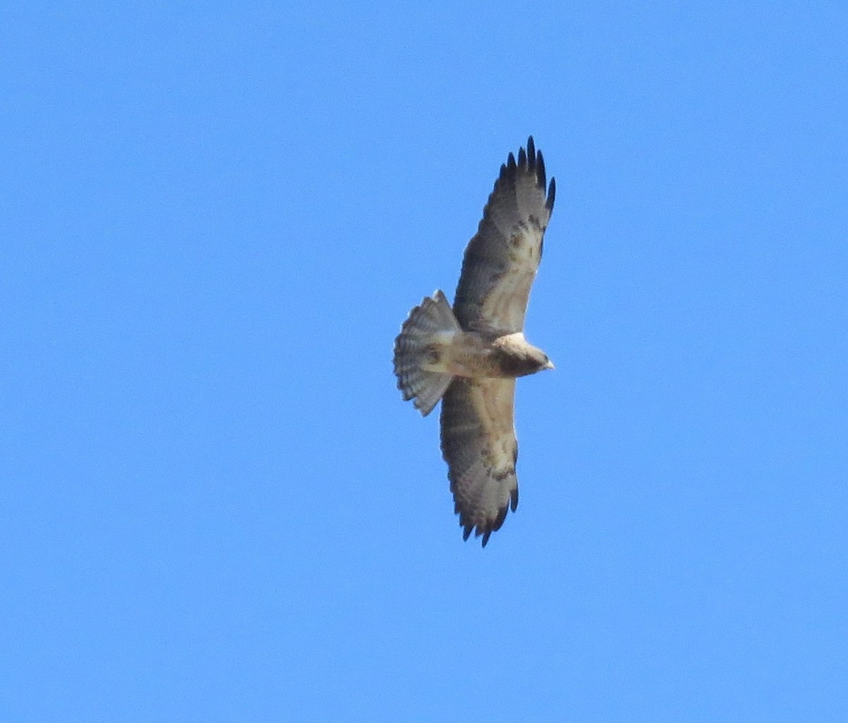 Swainson's Hawk - ML154318731