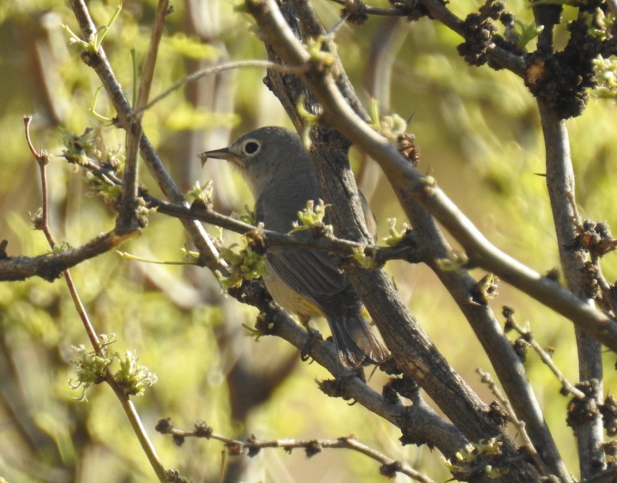 Virginia's Warbler - ML154319261