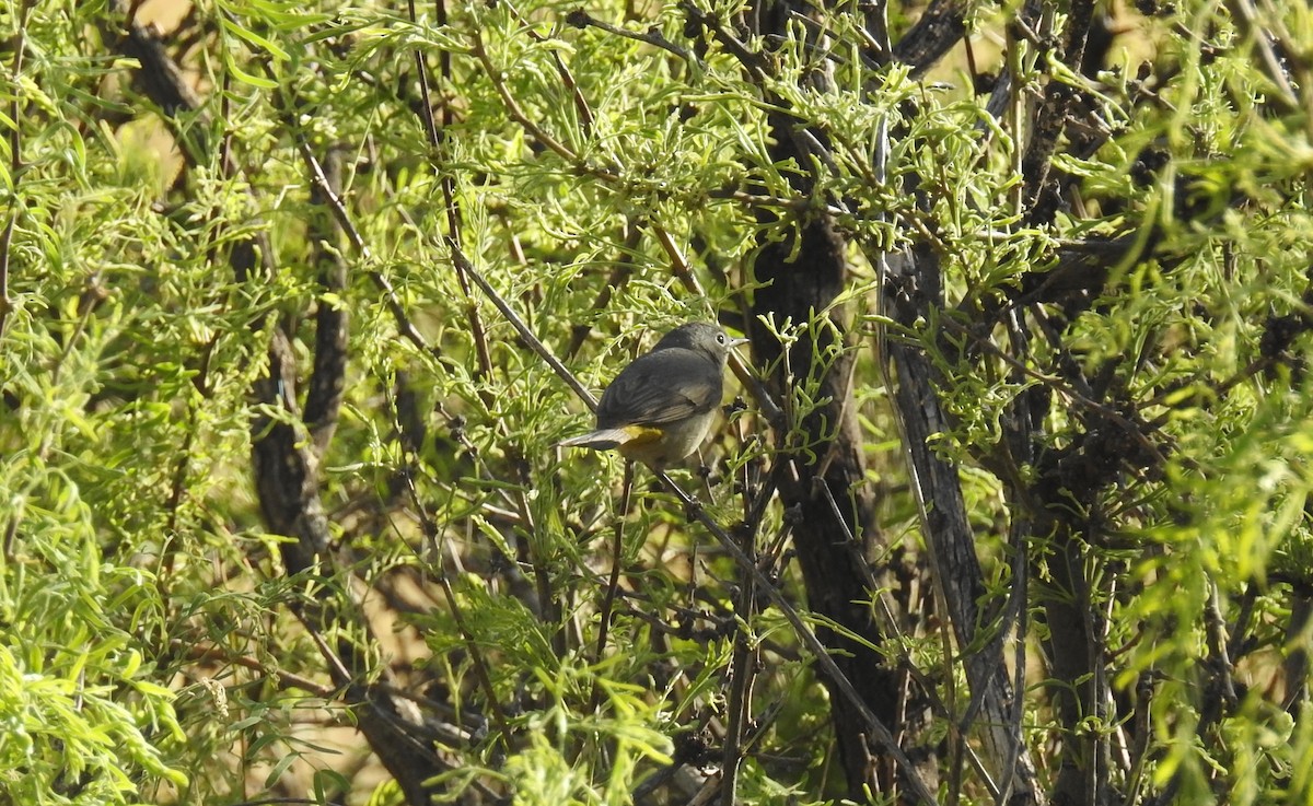 Virginia's Warbler - ML154319411